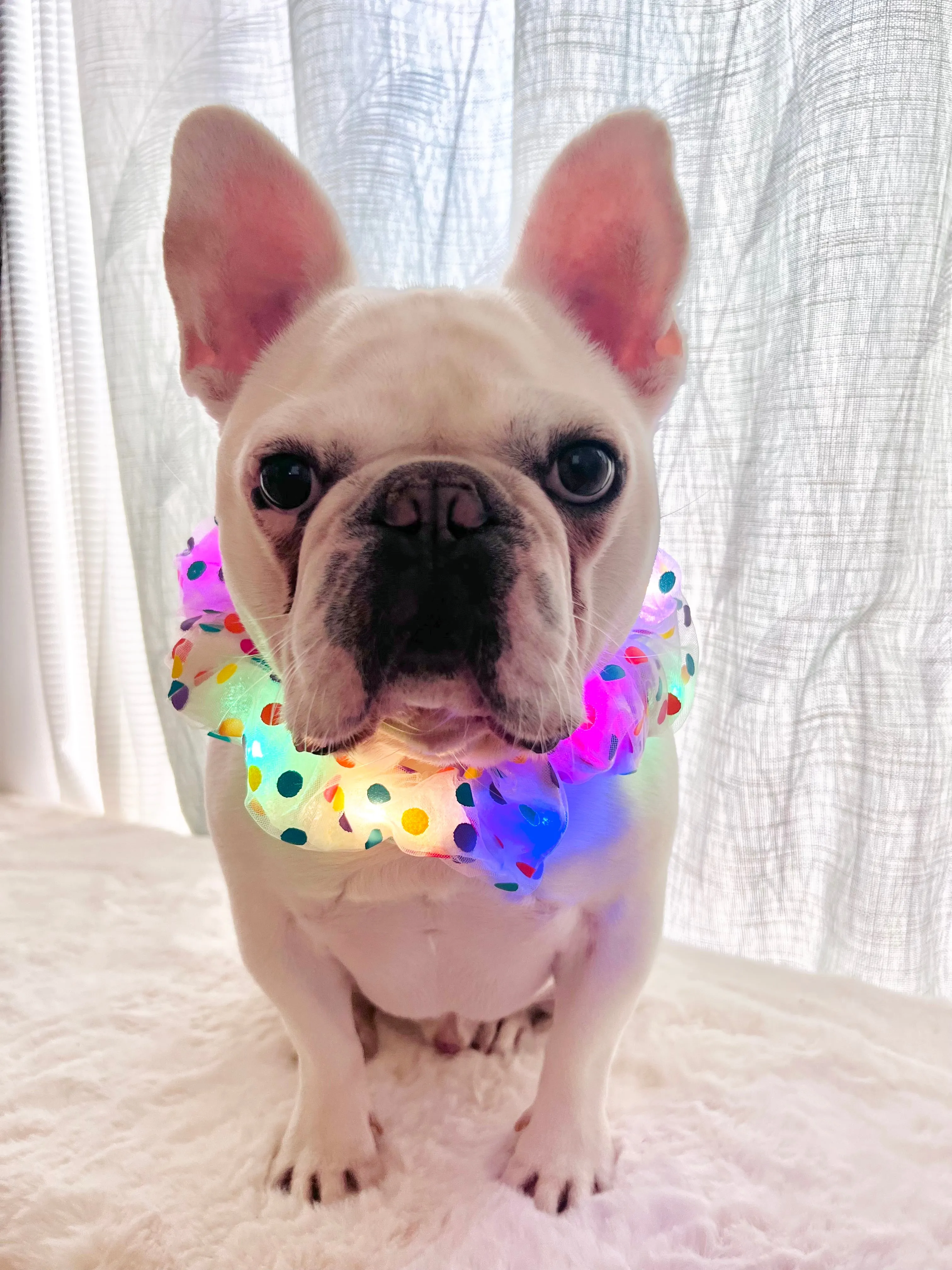 Colorful LED Glowing Neckband Bandana Collar