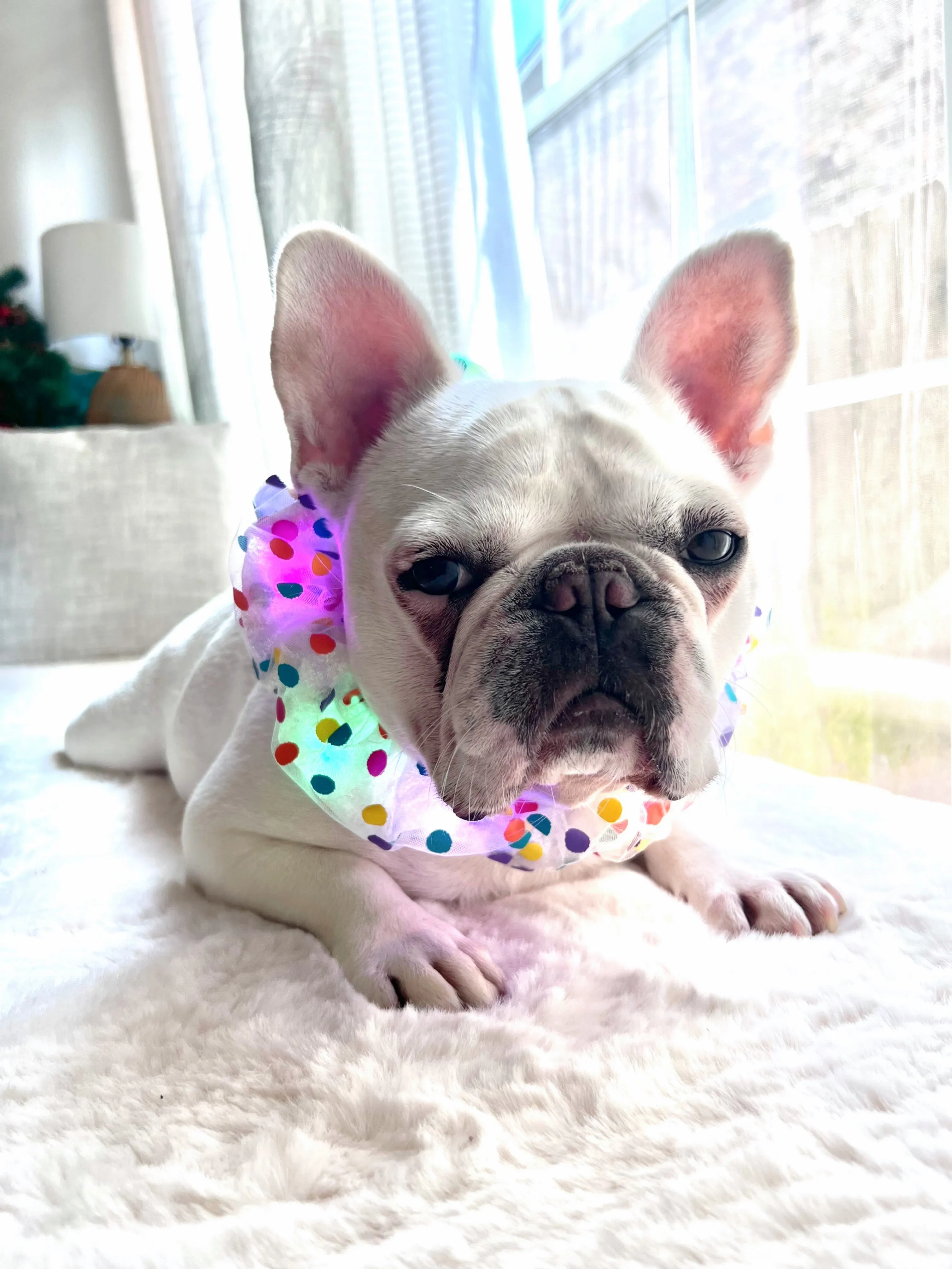 Colorful LED Glowing Neckband Bandana Collar